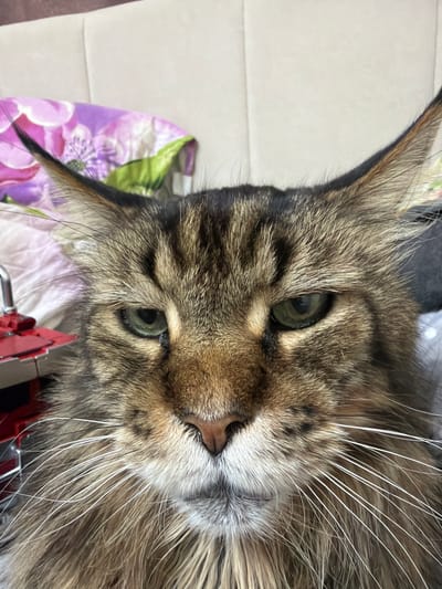 The image is a close-up, head-on, eye-level shot of a Maine Coon cat's face. The cat has green eyes, prominent ear tufts, and long white whiskers. Its fur is a mix of brown, black, and tabby stripes. The background is out of focus and appears to be a bed with a patterned pillow, possibly with floral designs in shades of purple and green. A red object, potentially part of a toy or electronic device, is visible on the left side of the frame. The lighting suggests an indoor environment. The image does not provide any information about a specific location in the city of Чёрная, Russia.