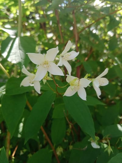 A close-up, eye-level, outdoor shot showcases a cluster of white, star-shaped flowers with delicate yellow stamens, set against a backdrop of lush green foliage and soft bokeh. The flowers, some fully open and others partially bloomed, exhibit five petals each, with a subtle asymmetry in their form. A few slender, reddish-brown stems weave through the leaves, supporting the blossoms. The lighting suggests a bright, sunny day, with dappled sunlight illuminating parts of the scene. The environment appears to be a natural setting, likely a garden or park, consistent with the flora and lighting conditions. The location is Vlasivka, Ukraine. There are no people or animals present in the image.