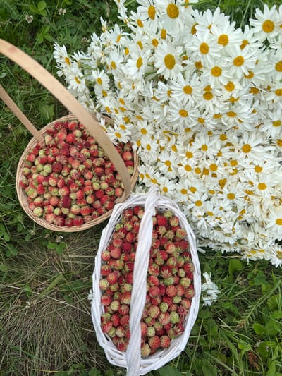 A top-down, eye-level shot captures two baskets of wild strawberries situated on a grassy lawn dotted with daisies and clover. The basket on the left, woven from light brown material with a curved handle, is overflowing with ripe, red strawberries. A second, white woven basket, positioned lower and to the right, is also filled with strawberries, some of which appear less ripe and are tinged with green. A large bunch of white daisies with yellow centers is arranged behind the baskets, their petals cascading onto the grass. The overall scene suggests a rustic setting, likely a meadow or garden in Novokatayevo, Russia, where these wild fruits and flowers have been gathered.