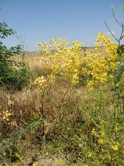 The image depicts a sunny day with a clear blue sky above a field of dry grass and wildflowers. Dominating the foreground is a tall plant with numerous small yellow flowers, likely a species of yellow loosestrife or a similar flowering plant. To the left, a bush with dark green leaves stands out against the dry vegetation. In the background, a gently sloping hill is visible, covered in a mix of dry grasses and some green vegetation. Scattered among the wildflowers are small red flowers, possibly poppies. The ground in the immediate foreground appears to be a mix of dry soil and gravel. There are no people or animals visible in the scene. The overall impression is of a natural, uncultivated rural landscape.
