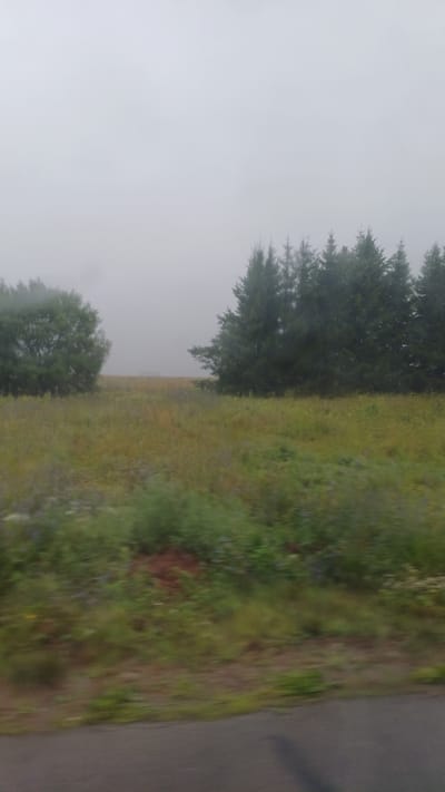 The image shows a foggy landscape with trees and a field. In the foreground, there is a blurred asphalt road. Behind the road, a grassy field with some wildflowers is visible. Further in the background, a dense line of coniferous trees stands against the foggy sky. To the left, a large deciduous tree is present. The overall atmosphere is hazy and muted due to the fog. The location is identified as Kiyasovo, Russia.
