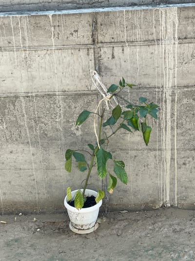A potted plant with green leaves and peppers sits on the ground in front of a concrete wall. The wall is stained with white streaks. The ground is muddy. The image is taken from a medium distance, showing the entire plant and a portion of the wall.