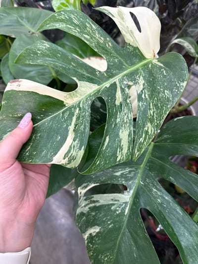 A close-up, high-angle shot shows a person's left hand, with a light pink, glitter-embellished fingernail and a white smartwatch, gently holding a large, variegated Monstera leaf. The leaf displays striking patterns of deep green interspersed with irregular patches and flecks of creamy white. Several fenestrations, or natural splits, are visible in the leaf. The background is blurred, showing other greenery and a hint of a retail environment, possibly a plant nursery or store, with a greyish floor. The location is not specified in the image itself.
