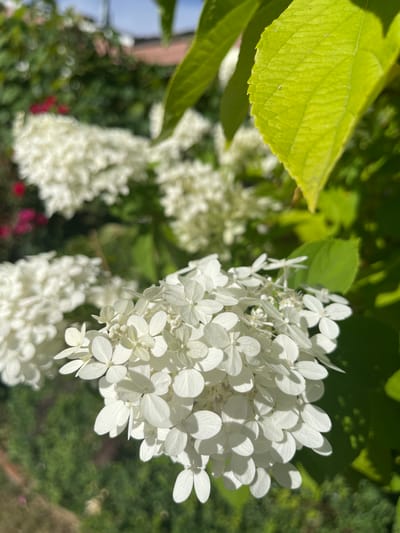 A close-up photograph captures a cluster of white hydrangeas in bloom, their delicate petals illuminated by sunlight. Lush green leaves, some catching the light and appearing almost translucent, frame the blossoms. The background is softly blurred, hinting at more greenery and possibly other flowering plants, creating a sense of depth and a garden setting. The image does not contain any people or specific identifiable landmarks to determine its exact location within Gresham, United States of America.