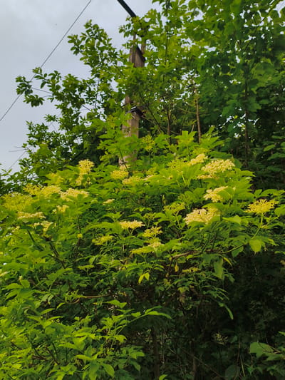 The image shows a close-up view of a flowering elderberry bush against a cloudy sky. The bush is dense with vibrant green leaves and clusters of small, pale yellow flowers. A utility pole, partially obscured by foliage, stands to the right of the bush. The scene appears to be outdoors, likely in a natural or semi-natural setting, possibly on the outskirts of Gusyra, Russia, given the presence of the utility pole and the type of vegetation. There are no people or animals visible in the frame. The overall impression is one of lush greenery and blooming flowers in an overcast environment.