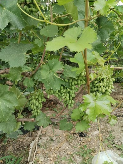 In the city of Muhametjan Tüymebaev, Kazakhstan, a close-up shot captures a grapevine laden with unripe green grapes. The clusters of grapes are abundant, hanging from sturdy branches interwoven with broad, textured green leaves. The vine is supported by a rustic wooden structure, suggesting cultivation in a garden or vineyard setting. The ground beneath the vine is a mixture of dry soil, small stones, and sparse vegetation, with a few dry leaves scattered around. A discarded white plastic bag lies in the lower right corner of the frame, indicating human presence and potential litter. The overall scene depicts a natural, agrarian environment with a touch of human impact.