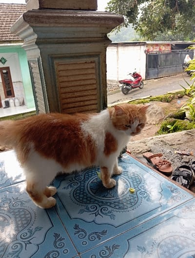 An orange and white domestic cat stands on a light blue tiled porch, decorated with white circular and floral patterns, facing right with its head slightly downturned. A decorative, painted concrete pillar occupies the left side of the foreground. To the right of the cat, on a dark, uneven surface, a brown sandal and a black and grey sandal are visible. In the background, a narrow asphalt road slopes slightly, with a red scooter parked on its left side. Beyond the road, a low white wall, a corrugated metal fence with a gate, and a red and yellow sign are present. Dense green trees and foliage rise behind these structures. To the far left, partially obscured by the pillar, a light green house with a brown door and two white cylindrical containers is visible. To the far right, a person wearing a white head covering is partially visible behind green plants near the road. A small yellow petal lies on the tiled floor near the cat's front paws. The scene is an outdoor residential area in Bulukandang, Indonesia, observed under natural daylight.
