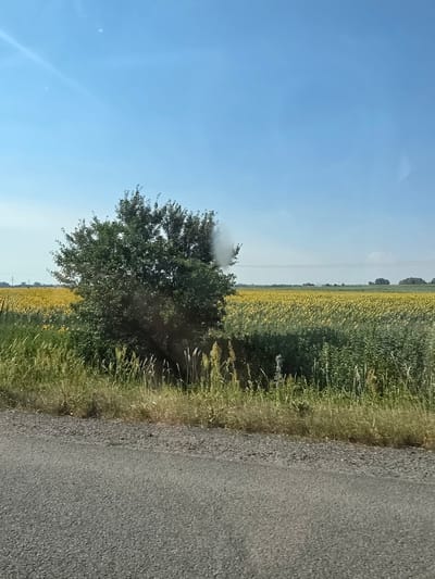 The image depicts a rural scene in Břeclav, Czechia, on a clear, sunny day. The orientation suggests it was taken from a vehicle moving along a paved road. To the right of the road is a strip of tall, dry grass. Beyond the grass, a vast field of sunflowers stretches towards the horizon, their yellow blooms creating a vibrant contrast with the green foliage of interspersed plants. A solitary, leafy tree stands near the edge of the road, partially obscuring a field of sunflowers. Above the tree, a plume of white smoke or steam rises, suggesting an ongoing activity or event in the vicinity. The sky is a brilliant, cloudless blue, indicating fair weather. The overall impression is one of a warm, summery day in the countryside.