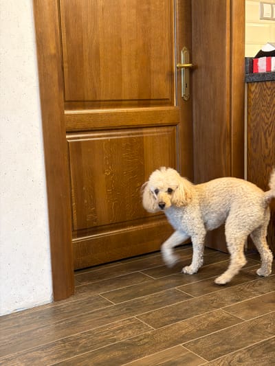 A beige-colored poodle stands on a brown wood-tiled floor, near a wooden door and a white textured wall. The dog is light beige in color, and looking up at the camera. The door is ornate with a gold colored handle and paneling. The photo is rotated. There is no confirmation of this image being taken in Кирково, Bulgaria.