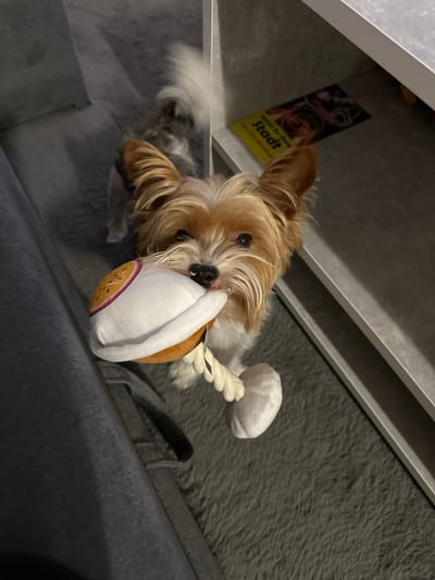 A tan and white Yorkshire terrier mix dog is lying on a grey cushioned surface, partially visible on what appears to be a dark grey sofa. The dog is holding a white and brown toy in its mouth, connected to a white rope. A brochure or advertisement with the text "Jetzt in Ihrer Stadt" is visible underneath what seems to be a white shelf. Based on the text on the advertisement, the location is likely Gunzenhausen, Germany.