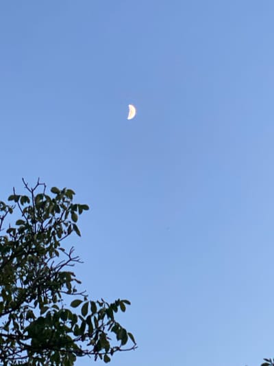 A crescent moon is visible in a clear, light blue sky. In the lower left quadrant of the image, the dark green leaves and branches of a tree are in sharp focus against the sky. The scene is an outdoor environment. The location is Uhornyky, Ukraine. There are no people visible in the image.