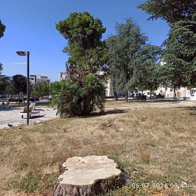 In Ruvo di Puglia, Italy, on July 6, 2026, at 09:41, a public park scene unfolds under a clear blue sky. The foreground is dominated by a large, recently cut tree stump, its rough bark contrasting with the smooth, light-colored wood of its top surface. Surrounding the stump, dry, yellowish grass indicates arid conditions, with sparse green weeds poking through.
Further into the park, paved walkways with decorative stone borders are visible. Several benches are placed along these paths, some occupied by individuals. In the middle ground, a variety of trees, including mature pines and palm trees, provide shade. Beyond the trees, buildings with light-colored facades and some with tiled roofs suggest an urban setting. A streetlamp stands near the paved area, and the silhouette of a distant building with an ornate facade is noticeable. Several pigeons are present in the park, some walking on the paved areas and others on the grassy sections. The overall impression is of a sunny day in an urban park with evidence of recent tree removal.