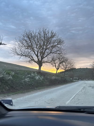 The image shows a roadside view with two leafless trees against a sky with a diffuse glow, suggestive of sunrise or sunset. A road runs along the right side of the frame, and a grassy embankment descends toward the trees. The photo appears to be taken from inside a vehicle, evidenced by the car's interior visible on the right. The location is Suhache, Bulgaria.