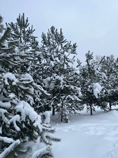 The image displays a winter landscape in Koprino, Russia. The scene is dominated by numerous evergreen trees, specifically conifers, heavily laden with snow. Snow completely covers the ground surface, forming deep, undisturbed drifts. In the foreground, snow-covered branches of an evergreen tree are prominent on the left. The midground and background feature a dense formation of similar trees, all exhibiting substantial white snow accumulation on their needles and branches, creating thick, rounded contours. The sky overhead is a uniform, light gray and overcast. No individuals, animals, or man-made structures are present, and no discernable actions or interactions are occurring within the frame.