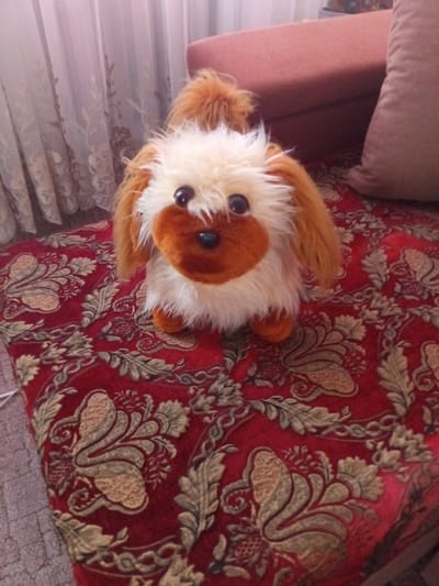 A fluffy stuffed dog with light brown fur and dark brown ears sits on a red patterned surface. The dog has large, dark eyes, a black nose, and a brown muzzle. The surface it sits on appears to be a piece of furniture covered with a richly patterned fabric featuring gold and green floral designs. In the background, sheer white curtains hang with a light fixture visible through them, and a hint of a reddish-brown couch or chair is present. The scene appears to be an indoor setting, possibly a living room, in Chernyshevskoye, Russia.