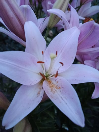 A close-up, slightly overhead shot captures a pale pink lily flower in bloom. The lily's six petals are a soft, luminous pink, with a slight gradient towards white at their tips. Tiny, dark speckles are visible on the surface of some petals, as is a dusting of orange pollen near the center. The flower's reproductive parts are prominent: a pale yellow stigma extends from the center, surrounded by several reddish-brown anthers. The background is filled with other lily blooms and foliage, rendered in soft focus and darker, muted tones of pink, green, and deep purple. The overall impression is of a serene, natural setting, likely a garden. No specific location within Novozybkov, Russia, can be determined from the image itself.