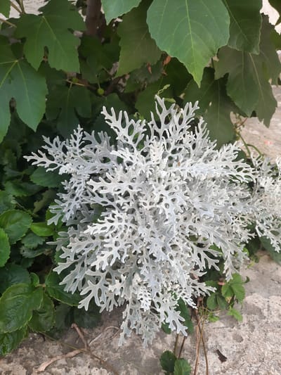 This media file shows a close-up, overhead view of a silver-leafed plant, likely a Dusty Miller (Senecio cineraria), surrounded by green foliage. The silver plant has a delicate, fern-like structure with deeply lobed leaves covered in fine white hairs, giving it a frosted appearance. It is positioned in the center and right of the frame, dominating the composition.
To the left and beneath the silver plant are large, dark green leaves of another plant, possibly a fig tree due to their distinctive shape. These leaves are broad and lobed, providing a strong color contrast to the silver plant. Scattered amongst the green leaves, some small, round green fruits are visible.
The background consists of a rough, light-colored textured surface, which appears to be a stone wall or a similar concrete structure. Thin, dry branches and vines weave through the greenery and against the textured background, suggesting an outdoor setting. The lighting suggests daylight, possibly overcast, as there are no strong shadows. The overall scene is one of lush greenery and contrasting textures, focusing on the intricate details of the plants. There is no text visible in the image. The location context is Gudermes, Russia.