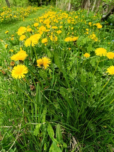 The image shows a field of dandelions in full bloom. The location is presumably near Vishnovka, Russia, based on the prompt. The ground is covered in green grass and dotted with numerous yellow dandelion flowers. The flowers are at various stages, with some fully open and others still budding. Some dandelions have already gone to seed, with only the seed heads remaining. In the background, there appears to be a blurred area of trees or other vegetation, suggesting the field is located near a wooded area. No people, animals, or man-made structures are visible. The focus is on the dense growth of dandelions and grass.