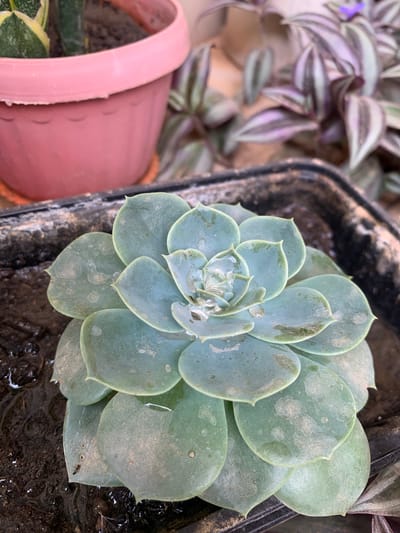 The image shows a succulent plant in a black plastic container, likely outdoors. The succulent has a rosette shape with blue-green leaves. There are water droplets and some blemishes on the leaves. The surrounding soil appears damp. To the left of the succulent, a pink pot with another plant is partially visible, as well as another unidentified plant behind the succulent. There's no discernible information in the image to suggest that the location is in the city of Farin Yashe, Nigeria. There are no people visible.