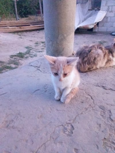 The image depicts an outdoor scene, likely in the city of Leușeni, Moldova, given the context provided. In the foreground, a small, light-colored kitten with orange markings is seated on a textured concrete surface. The kitten appears to be looking downwards, with its ears slightly perked. Behind the kitten and to the right, a larger, fluffy cat is lying down. This cat has a brown and greyish coat.
The environment consists of a rough, grey concrete ground with visible cracks and some patches of sparse green vegetation. In the background, a large, cylindrical concrete pillar stands prominently. Further back, there are stacks of lumber and a fence, suggesting a construction or storage area. Beyond the fence, dense green foliage is visible. To the far right and slightly behind the pillar, a structure is partially visible, covered by a white tarp, with brickwork and what appears to be a bag or sack. The lighting suggests it may be late afternoon or early evening. The overall impression is a candid snapshot of two cats in an unkempt outdoor space.