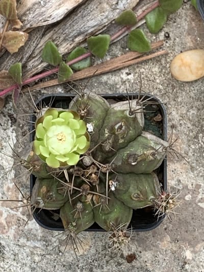 This media file depicts a close-up, overhead view of a potted cactus. The cactus has a greenish-brown, segmented body with numerous sharp, spiky spines. It is blooming with a single, light green flower at its center, which is tightly furled and has visible yellow stamens. The cactus is in a black plastic pot, which is placed on a rough, gray, concrete-like surface. To the left of the pot, there is a sprig of a plant with small, heart-shaped green leaves and a pinkish stem. Also in this area are pieces of dried wood and a smooth, oval-shaped, light brown stone. The overall scene suggests an outdoor setting, possibly a garden or patio, given the natural elements and the rough surface. There are no people visible. The lighting appears to be natural daylight, possibly overcast due to the diffused shadows. No text is visible in the image. The context of Ban San Ton Kok, Thailand, suggests a warm climate, which would be conducive to cactus growth.