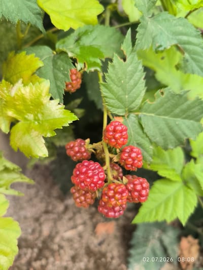 The image shows a close-up of ripe red raspberries growing on a bush. The raspberries are clustered together on a stem, with green leaves surrounding them. The background is blurred, showing a patch of dry earth or gravel. The lighting suggests it is daytime. The bottom right corner of the image contains a date and time stamp: "02.07.2026 08:08". The image does not depict any people or any specific location within the city of Kattasu, Uzbekistan.