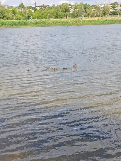 In the city of Belaya Kalitva, Russia, a body of water, likely the Siversky Donets River or a connected canal, is visible under a partially cloudy sky. The water exhibits ripples and reflections. On the water's surface, a group of ducks, consisting of several adults and at least one juvenile, are swimming. In the background, the opposite bank of the river is lined with dense green vegetation, followed by a treeline and scattered buildings, suggesting a partially urbanized or suburban area. The overall scene depicts a naturalistic environment within a developed region.