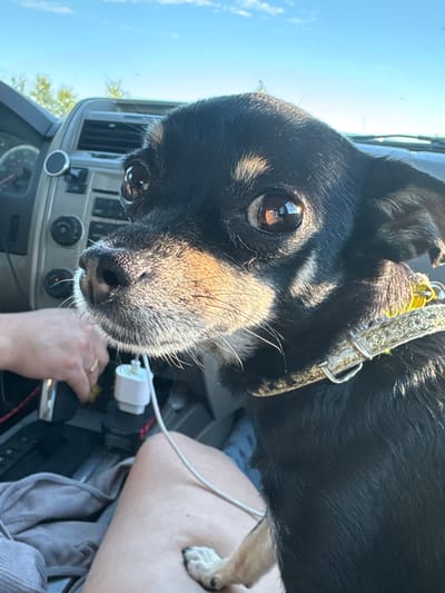 A black and tan Chihuahua, wearing a sparkly yellow collar, sits in the passenger seat of a car. The dog is looking to the left, with large, expressive eyes. The car's dashboard is visible behind the dog, with a car charger plugged into the center console. A person's hand is reaching towards the charger. The car appears to be parked in an outdoor location, possibly during the daytime, as suggested by the bright sunlight and blue sky visible through the car windows. The image was taken on a sunny day in Ostrovskoye, Russia.
