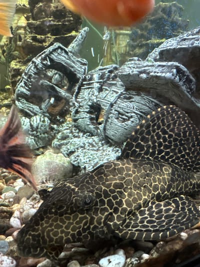 This is a close-up, high-angle, eye-level shot of an aquarium. The foreground is dominated by a large plecostomus fish with a distinctive black and yellow patterned body, its head facing left. To the left of the plecostomus, a portion of another fish's reddish-brown tail fin is visible. The background features a collection of aquarium decorations, including a grey, weathered-looking castle or ruin structure, and a light green, textured shell-like object. The substrate of the aquarium is composed of small, multi-colored pebbles and rocks. The lighting appears to be coming from above and possibly from the side, creating some reflections on the aquarium glass and illuminating the scene. The environment is aquatic and appears to be a freshwater aquarium. There is no indication of the city of Pavlovo, Russia, or any other geographical location.