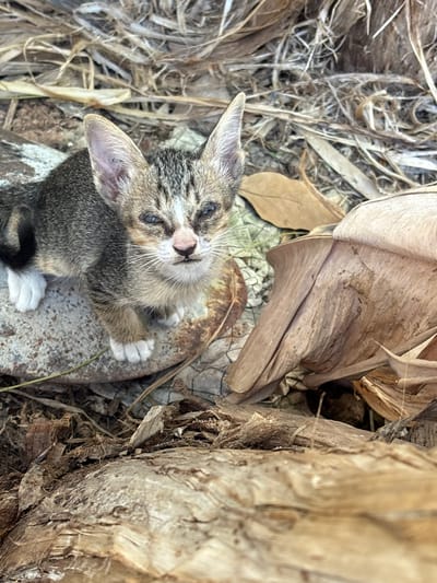 A kitten is pictured in a natural outdoor setting with dry leaves and debris on the ground. The kitten, appearing to be a few weeks old, has a tabby coat with white paws. Its eyes are partially closed, and it is looking towards the camera. The background consists of dry vegetation and possibly some rocks or logs. The overall scene suggests an informal, possibly unkempt, environment. This image was taken in Khan Chbar Ampov, Cambodia.