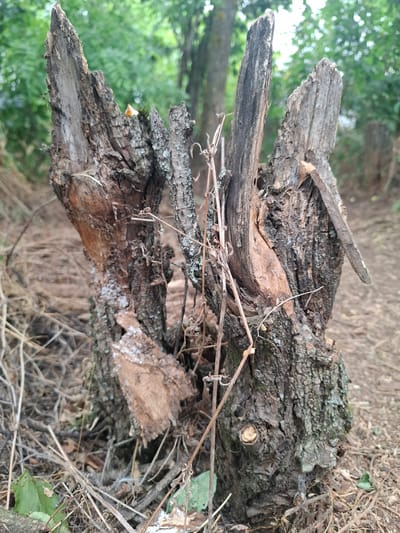 The image shows a close-up, eye-level view of a weathered, decaying tree stump in an outdoor environment. The stump is the central and dominant subject, appearing rough and splintered with a textured, dark bark. Several dry, brittle twigs and branches are intertwined with the stump, some growing out of it and others lying around its base. The ground surrounding the stump is covered in dry leaves, twigs, and sparse green foliage. In the background, out-of-focus trees and foliage create a natural, wooded setting. The lighting appears to be natural daylight, casting a soft, diffused light on the scene. There are no people or animals visible in the image. The location of Topaly, Ukraine, is not visually discernible from the image itself.