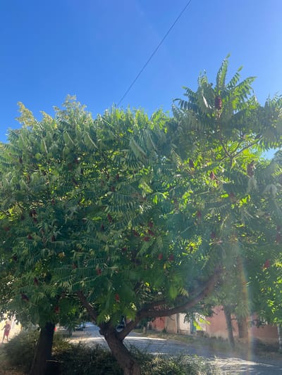 The image depicts a street scene in Berehove, Ukraine, bathed in bright sunlight under a clear blue sky. A large tree with lush green foliage and distinctive reddish-brown flower clusters dominates the foreground. Its branches extend across the frame, casting dappled shadows on the paved street and sidewalk below. Sunlight filters through the leaves, creating lens flare and a subtle rainbow effect on the right side of the image.
In the background, buildings with muted-colored facades are visible, suggesting a residential or commercial area. A few cars are parked along the street, and the presence of a power line stretching across the sky indicates urban infrastructure. On the left side of the image, a person wearing a red outfit is walking away from the camera, adding a human element to the scene. The overall impression is one of a tranquil summer day in a European town.