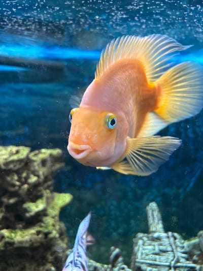 An orange parrot cichlid fish swims in a blue aquarium. The fish has bright blue eyes and its fins are a golden-yellow color. In the background, there are blurred images of green-tinged rocks and a white, weathered shipwreck decoration. Bubbles are visible at the top of the tank. There is another fish in the lower left corner of the frame that is out of focus and appears to be a different species, possibly a angelfish. The image was taken in an indoor setting, likely a home aquarium.