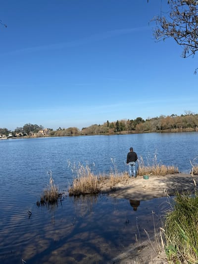 An adult male stands on a sandy bank at the edge of Lagoa da Barrinha in Mira, Portugal, facing the calm blue water. He wears a dark long-sleeved top, blue jeans, and a dark baseball cap. To his right, on the bank, is a green bucket. Dry, light brown reeds grow in clusters along the water's edge and on the bank. The water's surface reflects the individual and nearby vegetation, with gentle ripples present. Across the lagoon, a dense treeline forms the distant horizon, with several light-colored residential buildings visible among trees on the far left. The sky above is clear and bright blue, devoid of clouds, with a faint contrail visible in the upper left. Bare tree branches with small, dark pods extend into the frame from the upper right.