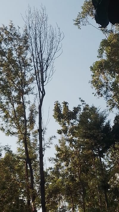 The image displays an outdoor environment in Kisa Central ward, Kenya, primarily focusing on a vertical composition of trees against a clear, light blue sky. A tall, slender, deciduous tree with numerous bare branches extends upwards prominently in the center-left. Surrounding it, and filling the lower and side portions of the frame, are several evergreen trees with dense, dark green foliage. An out-of-focus, dark green leafy object is visible in the upper right corner, partially obscuring the sky. The scene is illuminated by natural daylight, indicating clear weather conditions. No individuals, animals, specific actions, or man-made objects are discernible within the frame.