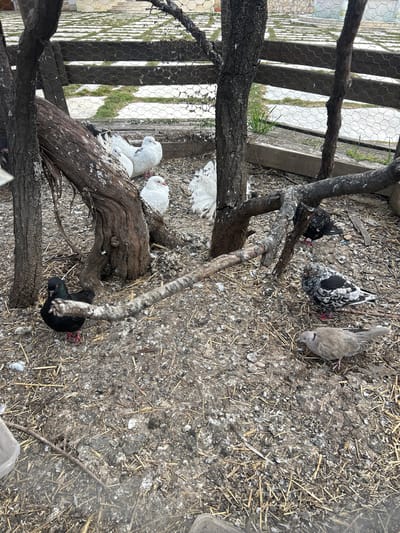 The scene depicts an outdoor aviary or bird enclosure located in Nepraznentsi, Bulgaria. The ground is composed of dry, compacted dirt mixed with scattered straw, feathers, and numerous white bird droppings. Several dark, gnarled tree trunks and bare branches, some appearing dead, are rooted within the enclosure, with one prominent horizontal branch extending across the mid-ground.
Eight birds are present:
1. Four predominantly white pigeons, some with reddish orbital markings, are clustered in the mid-to-background, mostly on the left.
2. One dark black pigeon with an iridescent green sheen on its head and red legs stands in the mid-left.
3. One black and white mottled pigeon with red leg bands is positioned in the mid-right.
4. One light brown/grey dove is visible in the foreground-right.
5. A partially obscured dark pigeon is visible behind the mottled pigeon.
In the background, a wooden fence with chicken wire mesh encloses the area. Beyond the fence, a patterned ground cover, possibly white tiles or pavers interspersed with patches of green grass, is visible. A translucent container is partially seen in the lower left corner. All birds are resting or standing on the ground.
