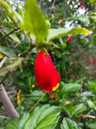 A vibrant red Turk's cap flower hangs prominently, its unique shape reminiscent of a closed tulip. Lush green foliage surrounds the blossom, creating a natural frame. Hints of yellow flowers peek through the dense greenery, adding subtle contrast. Spiderwebs, glistening with moisture, are visible in the background, subtly connecting the plants. A branch extends diagonally into the shot, adding depth to the composition.