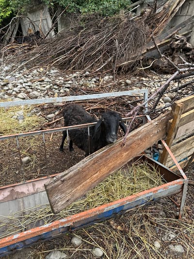A black sheep is in a pen in a rural setting. The sheep is facing the camera and looking directly at it. There is hay in a feeding trough next to the sheep. The ground is covered in rocks and debris. In the background, there are trees and some kind of structure. The image appears to have been taken in the city of Nookat, Kyrgyzstan.
