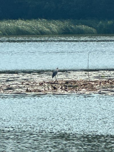 The image shows a bird standing on a thin, vertical structure composed of dried reeds or branches. The bird is small and dark, with a lighter underside. It is positioned in the center of the image, facing to the left. Behind the bird and the reeds, there is a body of water with a rippled surface, reflecting the sky and creating streaks of light and shadow. To the left of the reeds, the water appears darker and possibly deeper, with some submerged vegetation visible.
The scene suggests an outdoor natural environment, likely a wetland or a body of water with emergent vegetation. The lighting indicates it is daytime, possibly morning or afternoon, with a bright sky. The water's surface is disturbed, suggesting a gentle breeze or current. No text is visible in the image. The overall impression is one of a tranquil, natural setting.