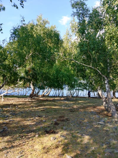 In a clearing with a rocky, grassy ground, a lone person walks under the shade of several large birch trees. The trees have white bark and green leaves, and their branches arch over the clearing, casting dappled shadows. In the background, a calm body of water is visible, bordered by a line of smaller birch trees with white trunks and branches that extend towards the water. The sky is clear blue with a few white clouds. The overall impression is a serene natural landscape. The location is the city of Savinka, Kazakhstan.