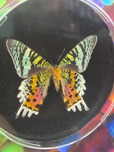 The image shows a preserved butterfly with vibrant, iridescent wings displayed on a black background within a clear, circular container. The butterfly's wings exhibit a complex pattern of black stripes interspersed with bright green, yellow, orange, and pink hues. The wing edges are fringed with delicate white hairs. The butterfly's body is fuzzy and orange. The surrounding environment appears to be a display case or a similar exhibit, with a blurred, colorful background suggestive of other preserved specimens or decorative elements. There is no discernible information within the image that indicates a location in Icod De Los Vinos, Spain.