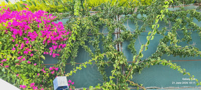The image captures a vibrant scene of blooming bougainvillea flowers in a garden setting. The bougainvillea, with its abundant pink blossoms, cascades down a green mesh fence. To the right, a more densely leaved vine, also climbing the fence, obscures a significant portion of the background. The fence itself appears to be a typical garden or property boundary. In the lower left corner, a portion of a blue object, possibly a planter or birdhouse, is visible. The background behind the fence suggests lush green foliage, potentially other plants or trees. The timestamp at the bottom right indicates the image was taken on June 21, 2026, at 18:11, with "Galaxy S20" identifying the device used. The scene is outdoors, likely in a residential or public garden area.