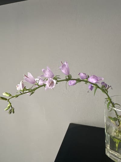 A close-up, horizontal shot shows a delicate stem of light purple bell-shaped flowers, possibly campanula, arching gracefully from right to left. The flowers are small, with five petals each, and appear to be in various stages of bloom, with some buds visible at the left end of the stem. The stem is slender and green, with small leaves and tendrils. The flowers and stem are positioned against a plain, light gray background. The right end of the stem enters a clear glass vase containing a small amount of water and submerged greenery. The vase sits on a dark, flat surface, possibly a table. The lighting is soft and even, highlighting the texture and form of the flowers. The image appears to be taken indoors in Hradec Králové, Czechia, in a quiet, minimalist setting, likely a home or office. No people are visible in the scene.