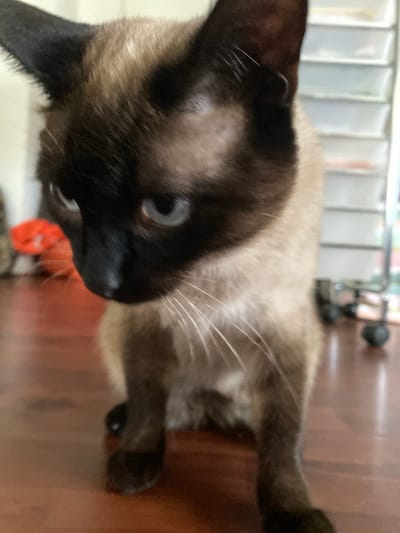 A close-up, slightly blurry shot shows the head and upper body of a Siamese cat sitting on a polished wooden floor. The cat's face is partially obscured as it looks down and to the left. Its fur is a mix of light tan and dark brown, with distinctive dark points on its ears and face. The background is out of focus, revealing what appears to be a white shelving unit with multiple compartments on the right, and a blurred orange object on the left. There are also two small black spheres, possibly toy balls, on the floor in the background. The lighting is soft, casting a gentle glow on the cat's fur and eyes. This image does not contain enough information to determine its location in Elizabeth City, United States.