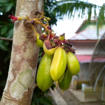 A cluster of *Averrhoa bilimbi* (bilimbi) fruits and flowers is observed growing directly from the trunk of a tree. The fruits are primarily light green to yellowish-green, oblong, and exhibit a finely textured or slightly pubescent surface. Approximately six to eight mature and developing fruits are visible in the central cluster, with individual fruits measuring an estimated 5-7 cm in length. Remnants of dried calyxes or floral structures are attached to the stems of several fruits. A separate, distinct red flower with five pointed petals is positioned higher on the tree trunk, to the left of the main fruit cluster. Additional reddish-purple buds and dried flowers are intermingled within the fruit cluster. The tree trunk, positioned vertically on the left side of the frame, features a mottled light brown and grayish-green bark texture, suggestive of lichen growth or natural bark patterns. The background is significantly blurred, featuring indistinct dark green foliage on the far left. The upper right background reveals heavily blurred green palm fronds against a bright, diffused sky. Directly below the palm fronds, a blurred architectural element is visible, appearing as a reddish-brown roofline above a lighter-colored building structure. The scene is illuminated by natural, diffused daylight. This observation takes place in Meunasahblang, Indonesia.