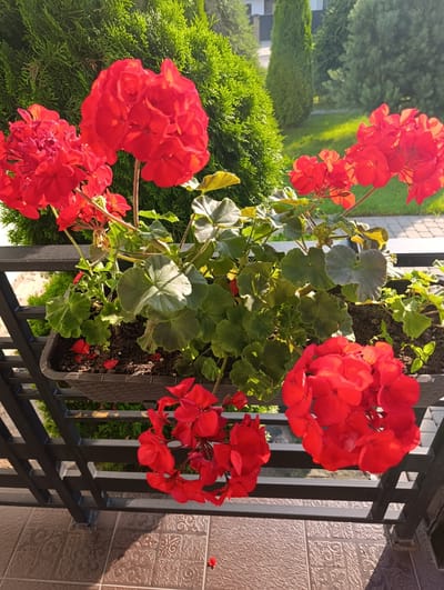 In an outdoor setting with lush green foliage and bright sunlight, a planter box filled with vibrant red geraniums is positioned on a black metal railing. The railing is part of a balcony or terrace, with patterned tiles visible on the floor below. In the background, a manicured lawn and evergreen trees suggest a suburban or residential environment. The image captures a close-up view of the blooming flowers and their green leaves, with the surrounding environment providing a natural backdrop. The scene is devoid of people.