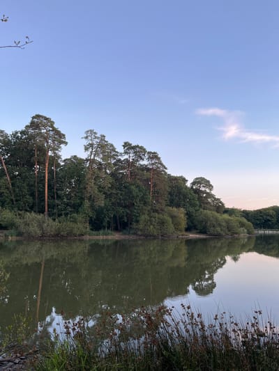 A serene natural landscape is depicted, likely in Sonchamp, France, showcasing a body of water bordered by dense, mature trees. The water's surface is calm, reflecting the lush greenery and the pale blue sky above. The sky features a subtle gradient of color, transitioning from a lighter hue near the horizon to a deeper blue overhead, with a few wispy clouds present. The trees form a thick, varied line along the edge of the water, with some taller pines interspersed among deciduous trees and undergrowth. The foreground includes a patch of reeds and vegetation growing along the bank, adding texture to the scene. The lighting suggests it is either early morning or late afternoon, with soft, diffused light casting gentle reflections. There are no people or animals visible in the image.