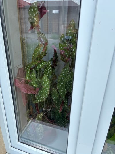 A tall, leafy begonia plant with distinctive white spots on its green leaves is visible through a window. The plant has some reddish-pink leaves as well. It is potted in a reddish-brown pot, which is sitting on a window sill. The window has a white frame, and through the glass, an outdoor scene is visible, including what appears to be a building and some greenery. The image is taken from an exterior perspective, looking into the window. There are no people or animals in the frame. The scene is likely in or around a residential area in Chernoyarskaya, Russia, given the architectural style of the building seen through the window.