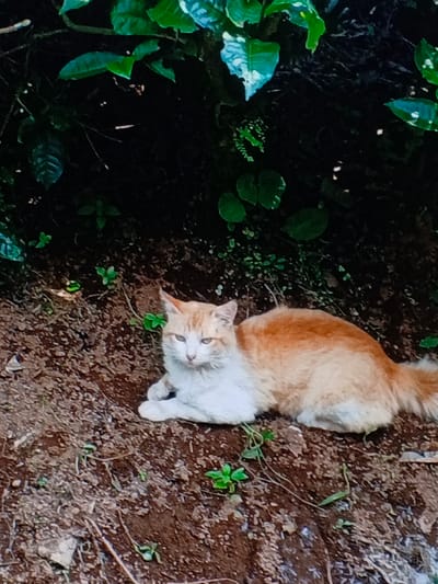 An orange and white cat rests on brown, soil-covered ground amidst sporadic greenery. The cat is lying down with its front paws tucked in. Overhanging the cat are large, verdant leaves and darker foliage, creating a shaded area behind it. The scene evokes a sense of tranquility in a natural setting.