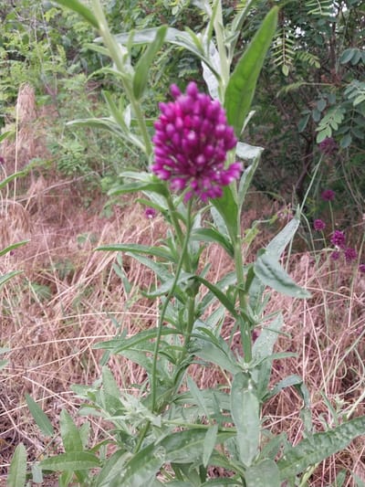 A single, vibrant purple flower with a spherical, dense bloom stands prominently in the foreground. Its stem is covered in long, slender green leaves. Behind the flower, dry, tan-colored grass creates a textured background. In the mid-ground and background, various green foliage and trees are visible, suggesting a natural or semi-wild environment. Several smaller purple flower clusters are scattered throughout the scene, some appearing to be on stalks similar to the main subject. The overall impression is of a botanical setting, possibly a field or meadow on the outskirts of Liubymivka, Ukraine.